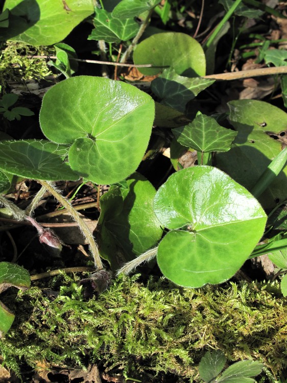 Asarum europaeum